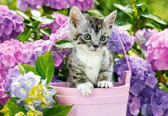 Castorland Kitten in Basket – Puzzel – 1.500 stukjes – Satijnen afwerking – Perfecte pasvorm – Europese kwaliteit