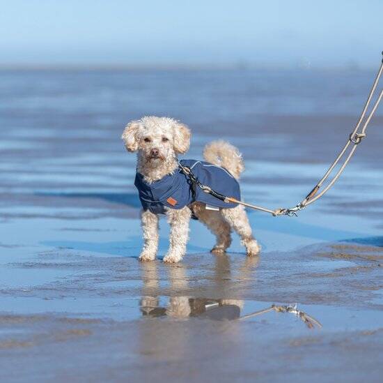 Trixie Be Nordic Regenjas voor Honden - Husum Blauw - Ruglengte 62 cm - XXXL - Afbeelding 4